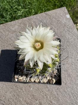 Neochilenia duripulpa